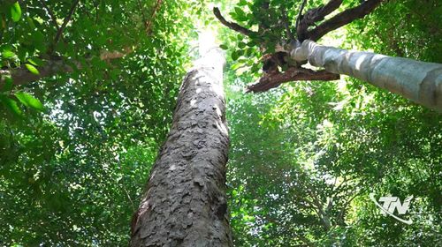 Cây gội, một loài cây phổ biến trong Vườn Quốc gia Ba Bể,