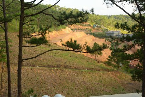 Những cánh rừng thông dần nhường chỗ cho hoạt động sản xuất nông nghiệp.