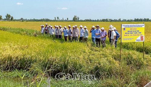 Cần xây dựng các mô hình điểm hiệu quả để nhân rộng, giúp nông dân trực tiếp thấy được lợi ích của việc tham gia đề án. (Trong ảnh: Nông dân tham quan mô hình sản xuất lúa theo quy trình "3 giảm 3 tăng" ở xã Ninh Quới). Ảnh: ANH TUẤN