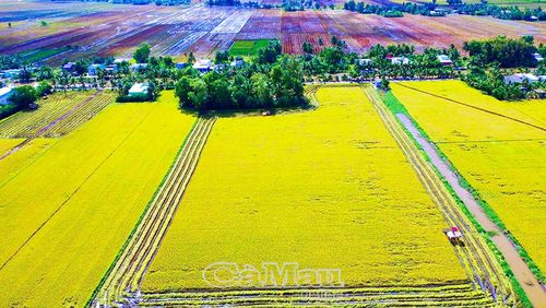 Ðến năm 2030, Cà Mau phấn đấu xây dựng 54.680 ha vùng chuyên canh lúa chất lượng cao, phát thải thấp. (Trong ảnh: Cánh đồng lúa vào mùa thu hoạch tại xã Hòa Bình).