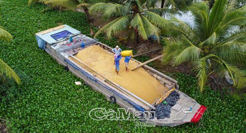 Thương lái thu mua lúa trực tiếp tại đồng của nông dân xã Hòa Bình, góp phần kết nối khâu tiêu thụ, giúp bà con yên tâm sản xuất.