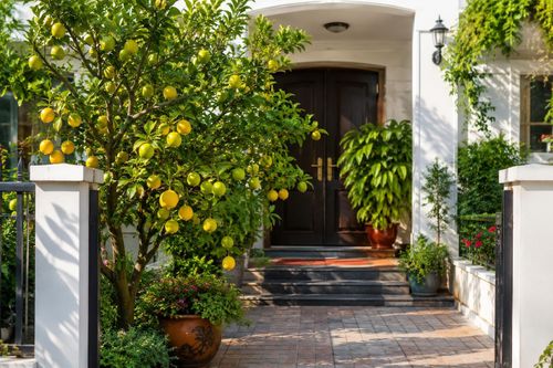 Không gian trước nhà là nơi tạo ấn tượng đầu tiên, vì vậy việc có một cây chanh xanh tốt sẽ giúp ngôi nhà trở nên sinh động hơn. Ảnh minh họa.