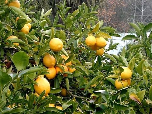 Trong quan niệm phong thủy, những loại cây sai quả, đặc biệt là quả mọc thành chùm và có màu sắc tươi sáng như cây chanh, thường tượng trưng cho sự sung túc và đủ đầy. Ảnh minh họa.