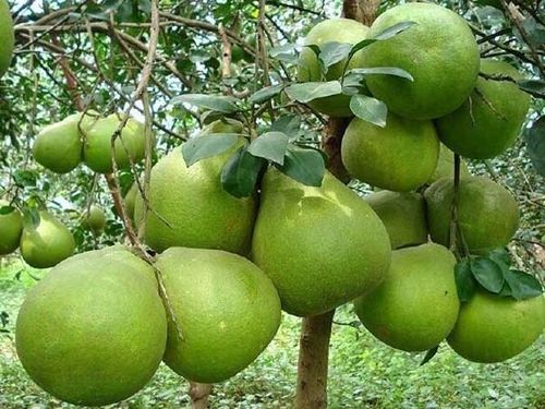 Trong quan niệm dân gian, cây bưởi là biểu tượng của sự đủ đầy, viên mãn và sung túc. Ảnh minh họa.