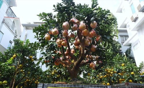 Cây bưởi là cây ăn quả nên vào mùa rụng lá hoặc rụng quả, gia đình sẽ phải thường xuyên dọn dẹp để giữ vệ sinh. Ảnh minh họa.