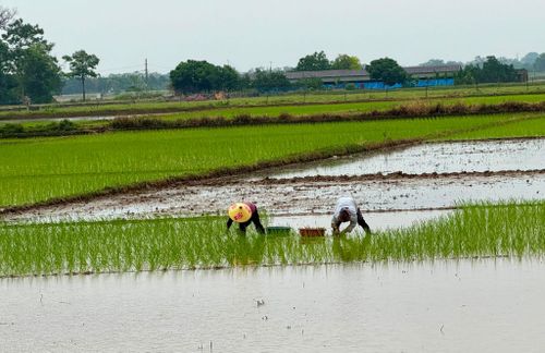 Đến năm 2030, trong cơ cấu kinh tế của xã Ứng Thiên, tỷ trọng nông nghiệp còn 20%. Ảnh: Vân Nga