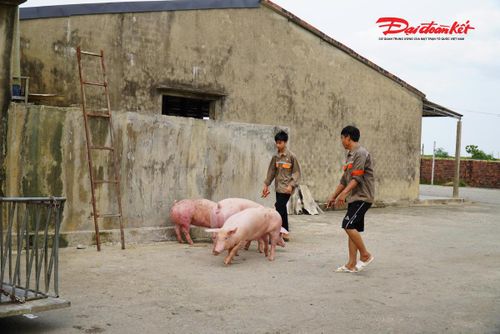 Mặc dù không đủ điều kiện cấp giấy chứng nhận an toàn thực phẩm nhưng vẫn phải duy trì hoạt động các cơ sở giết mổ tập trung. Ảnh: HN.