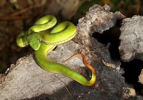 Rắn lục đuôi đỏ thuộc họ rắn lục nhưng có nhiều nọc độc hơn rắn lục thường. Ảnh: Flickr.