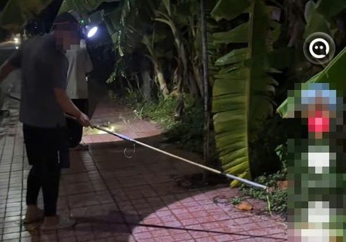 Nhiều clip bắt rắn lục đuôi đỏ trên mạng xã hội thu hút hàng triệu lượt xem, khiến việc bắt rắn trở thành trào lưu. Ảnh: @nguyentuong.
