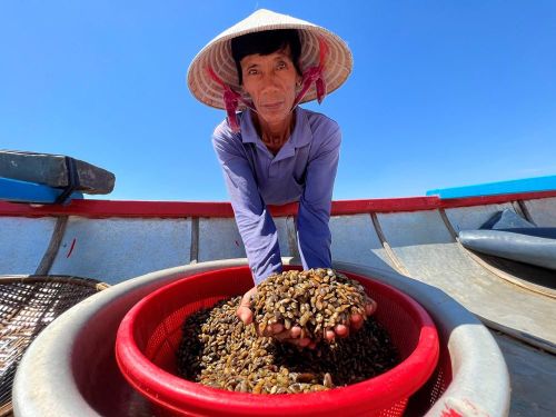 Sau nhiều giờ ngâm mình dưới nước, người dân thu hoạch những rổ don đầy ắp