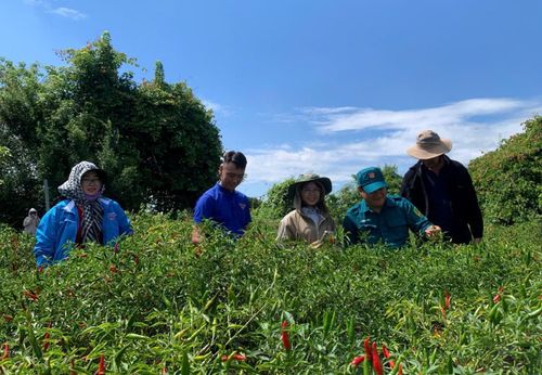 Mô hình ớt sạch của anh Sơn trở thành địa chỉ để các thanh niên trên địa bàn đến tham quan, học tập