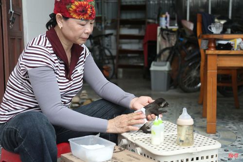 Bà Dung cẩn thận chăm sóc chồn con mới sinh.