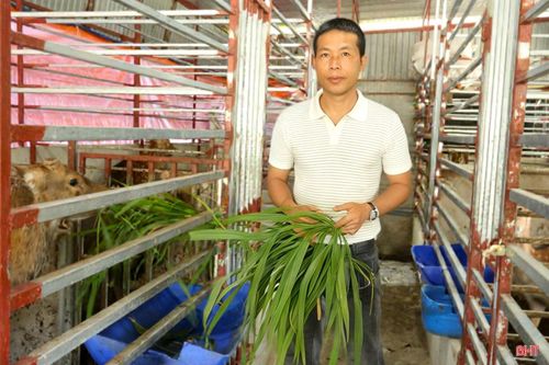 Mô hình nuôi hươu lấy nhung của anh Hiến bước đầu đã cho thu nhập.