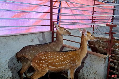 Nhờ chăm sóc chu đáo, những con hươu phát triển khỏe mạnh.