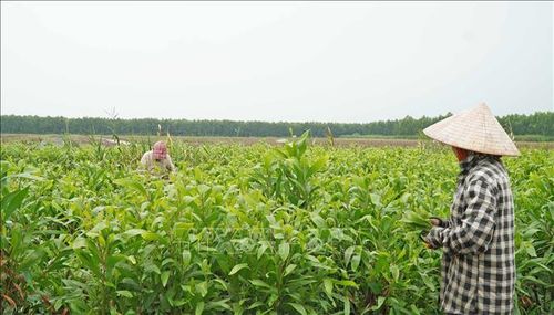 Cà Mau hiện có hơn 54.000 ha rừng sản xuất, trong đó hơn 18.000 ha keo lai được trồng thâm canh.