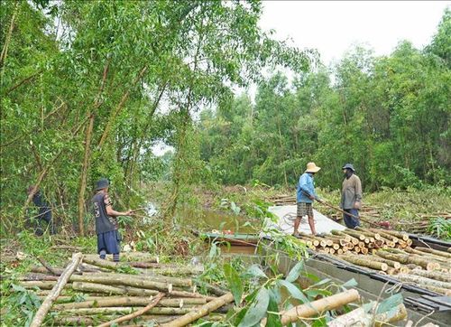 Giá trị kinh tế cao, nhiều hộ dân tại Cà Mau cũng chuyển đổi diện tích đất sản xuất nông nghiệp kém hiệu quả sang trồng keo lai.