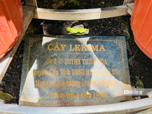 Cây Lekima gắn liền với những bài hát, câu chuyện về nữ Anh hùng Võ Thị Sáu được trồng trước phần mộ.