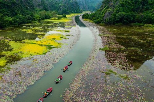 Vẻ đẹp của dòng sông Ngô Đồng khi mùa hoa súng nở. Ảnh: Phạm Đối/báo Dân Việt.