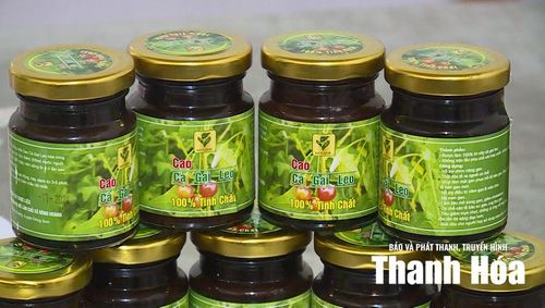 Cây dược liệu cà gai leo được chiết xuất thành cao và đóng lọ thủy tinh.