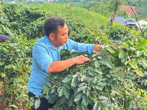 An ninh trật tự được giữ vững, góp phần giúp người dân yên tâm lao động, sản xuất. Trong ảnh: Anh Vừ A Lồng chăm sóc cà phê.