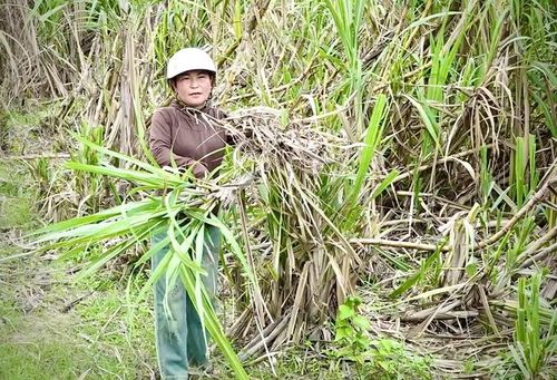  Diện tích 1,3 ha mía của gia đình chị Nay Sa Lem (buôn Thành Công) đã quá vụ thu hoạch, nhiều mầm mọc trên thân cây nhưng vẫn chưa được thu mua. Ảnh: V.C 