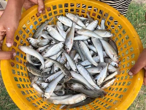  Cá linh tươi rói có thể chế biến thành nhiều món ăn hấp dẫn. Ảnh: Văn Ngọc 