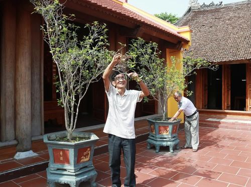 Ban quản lý di tích thường xuyên cắt tỉa, chăm sóc cây xanh, giữ gìn cảnh quan xanh - sạch - đẹp trong khuôn viên đình Tiên Lữ.