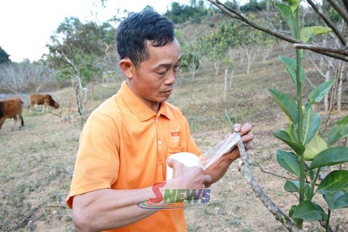 Nhân dân bản Bó Sặp ứng dụng kỹ thuật ghép cành cải tạo vườn cây ăn quả.