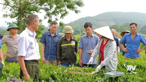 Lớp tập huấn về quản lý sức khỏe cây trồng trên cây chè tại xóm 13, xã Đồng Hỷ giúp người dân cập nhật kỹ thuật canh tác an toàn, hướng tới nâng cao giá trị sản phẩm.