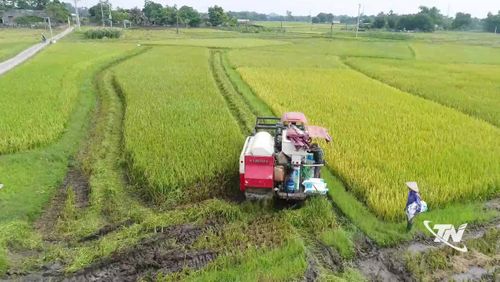Máy gặt đập liên hợp được đưa vào sản xuất, góp phần đẩy mạnh cơ giới hóa, nâng cao hiệu quả canh tác và gia tăng giá trị trên từng đơn vị diện tích.
