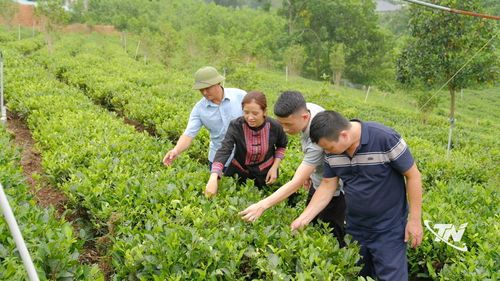 Hợp tác xã Trà Thủy Thuật, xóm Phúc Trìu, xã Đại Phúc phát triển 5ha chè hữu cơ và 7 ha chè sản xuất theo tiêu chuẩn VietGAP, từng bước nâng cao chất lượng và giá trị sản phẩm.