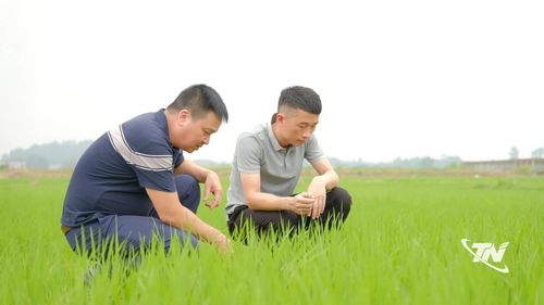 Cán bộ Chi cục Trồng trọt và Bảo vệ thực vật hướng dẫn người dân theo dõi sinh trưởng của cây trồng, góp phần nâng cao chất lượng sản xuất và giá trị nông sản.