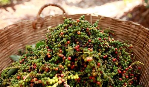 Giá tiêu trong nước hôm nay duy trì ổn định. Ảnh minh họa