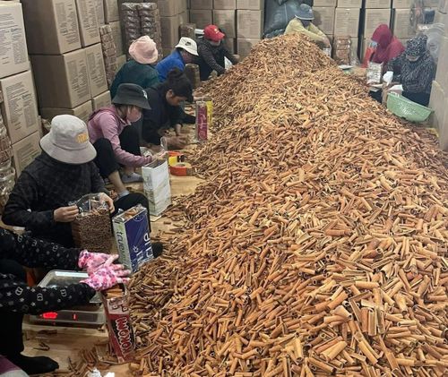 Người lao động đóng gói sản phẩm quế điếu thuốc tại Lào Cai.