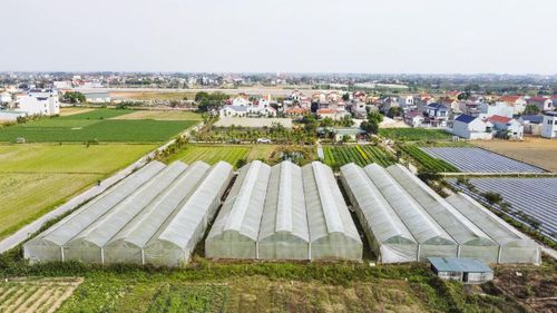 Dưa được trồng trong nhà lưới, các khâu chăm sóc, theo dõi sinh trưởng và phòng trừ sâu bệnh đều được thực hiện theo quy trình kỹ thuật nghiêm ngặt.