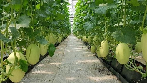 Mô hình trồng dưa công nghệ cao, toàn bộ hệ thống nhà màng được quản lý bằng phần mềm tự động, theo dõi nhiệt độ, độ ẩm và điều khiển tưới tiêu từ xa.
