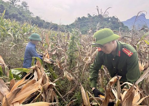 Cán bộ Công an xã Cường Lợi hỗ trợ gia đình thương binh liệt sĩ thu hoạch hoa màu.