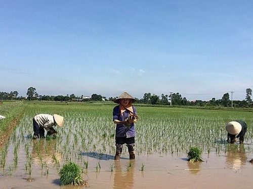 Xã Tây Tiền Hải tiếp tục linh hoạt bố trí cơ cấu giống hợp lý theo từng trà lúa.