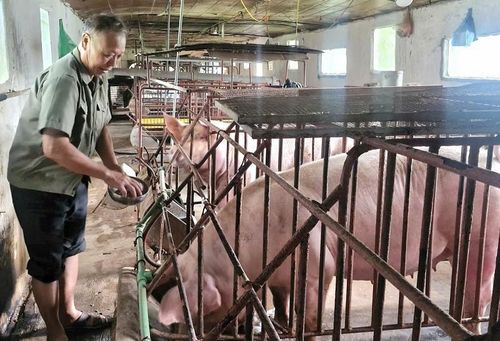 Chuồng trại chăn nuôi lợn nái và lợn thịt của cựu chiến binh Đồng Duy Hưng. Ảnh: PV