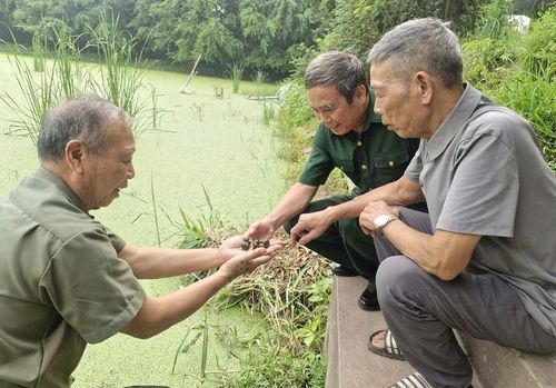Cựu chiến binh, bệnh binh Đồng Duy Hưng đầu tư nuôi ốc nhồi, mở hướng phát triển kinh tế mới cho gia đình và người dân trên địa bàn. Ảnh: PV