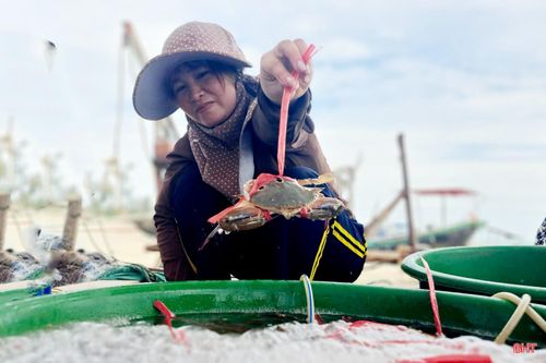 Ghẹ và tôm tít được thương lái thu mua ngay trên bờ.