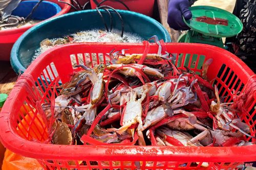 Ghẹ và tôm tít là loại hải sản có giá trị kinh tế cao.