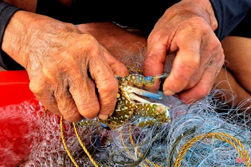 Sau khi lên bờ, chủ tàu huy động các thành viên trong gia đình tiến hành gỡ những con ghẹ, tôm tít bị mắc lưới. Việc gỡ ghẹ đòi hỏi tỉ mẩn, không để rách lưới và ghẹ không bị gãy càng dẫn tới khó bán.