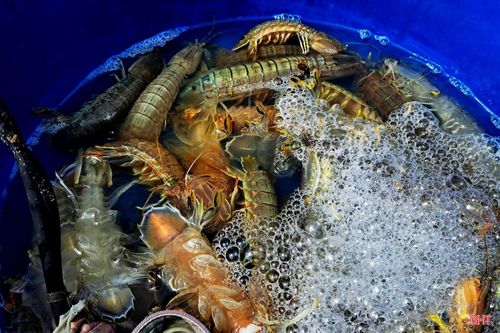 Những con ghẹ, tôm tít được gỡ ra cho vào chậu bơm khí để giữ cho hải sản tươi sống.