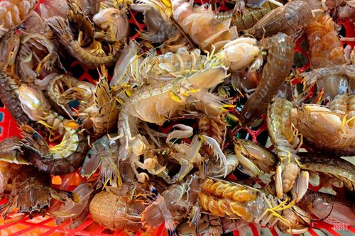 Thời điểm này đang vào mùa khai thác ghẹ và tôm tít nên bà con ngư dân tranh thủ trời yên, biển lặng dong thuyền ra khơi.