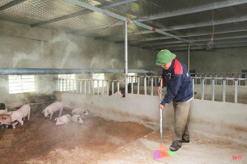 Ông Trần Văn Sơn (thôn Tiên Tiến, xã Đan Hải) đã tổ chức sản xuất lại khi tham gia chuỗi liên kết với doanh nghiệp