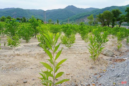 Song song với việc bảo đảm an toàn, công tác cải tạo, phục hồi môi trường cũng được triển khai đồng bộ. Đáy moong khai thác và khu vực bãi chế biến được san gạt, cải tạo mặt bằng, phủ đất và trồng cây keo theo đúng phương án đã được phê duyệt. Những mảng xanh đang dần thay thế bề mặt đá trơ trọi trước đây, góp phần cải thiện cảnh quan, hạn chế xói mòn và từng bước phục hồi môi trường sau khai thác.