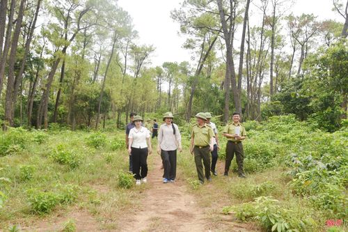 Khảo sát hệ thống đường băng cản lửa ở những khu vực rừng nhiều thực bì, dễ cháy.