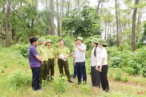 Đoàn kiểm tra những khu vực rừng thông có giá trị phòng hộ cao nhưng thường xuyên bị sâu róm phá hoại.