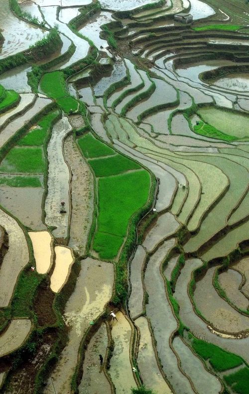 Ruộng bậc thang ở xã Mường La (Sơn La) mùa nước đổ. (Ảnh: Quang Quyết/TTXVN)